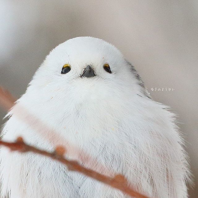 以為雪球變的！白肚小鳥激似「飛起來的大福」　一轉背面全網驚豔：像水墨畫一樣～