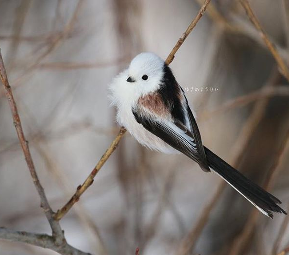 以為雪球變的！白肚小鳥激似「飛起來的大福」　一轉背面全網驚豔：像水墨畫一樣～