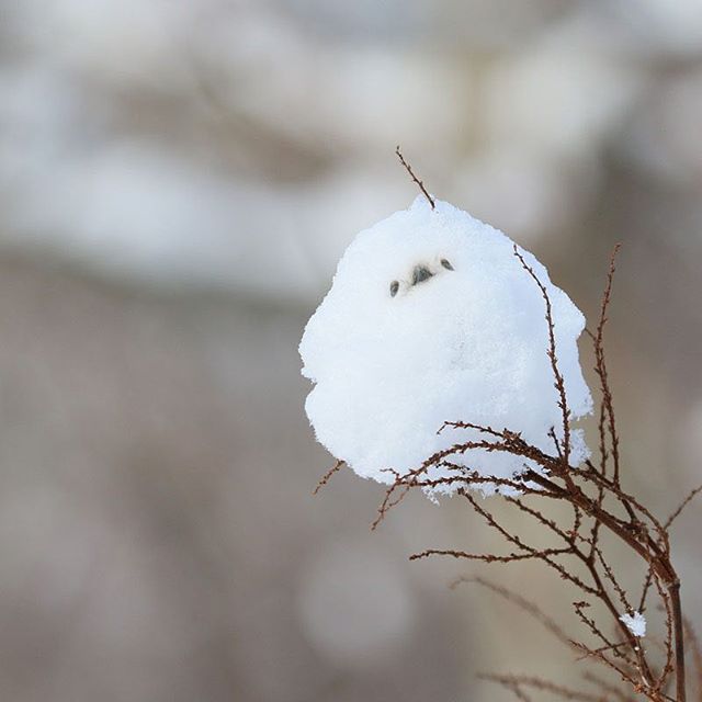 以為雪球變的！白肚小鳥激似「飛起來的大福」　一轉背面全網驚豔：像水墨畫一樣～
