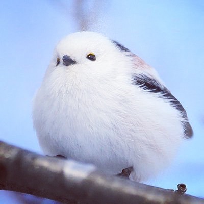 以為雪球變的！白肚小鳥激似「飛起來的大福」　一轉背面全網驚豔：像水墨畫一樣～