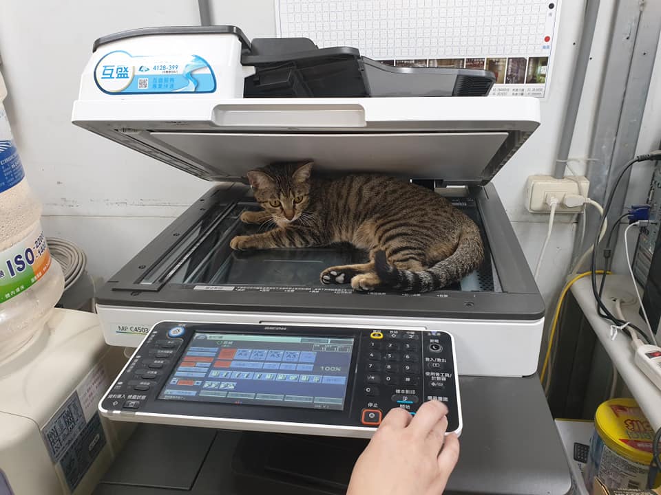 影印中「被牠卡位霸佔」...下秒輸出「高清激萌肉球」全網暴動：想收起來裱框！