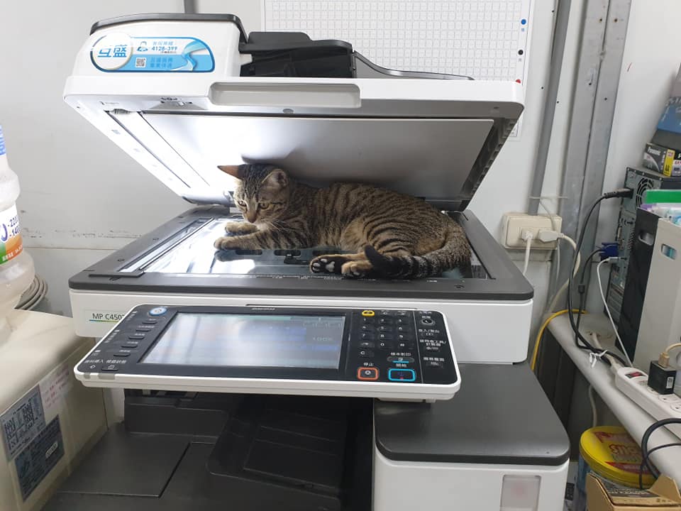 影印中「被牠卡位霸佔」...下秒輸出「高清激萌肉球」全網暴動：想收起來裱框！