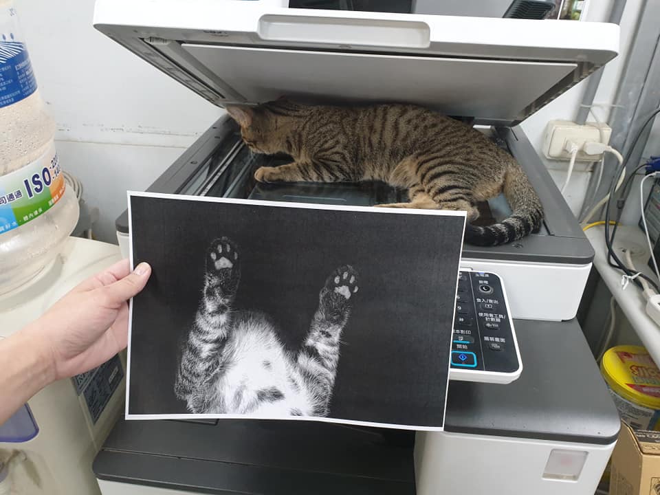 影印中「被牠卡位霸佔」...下秒輸出「高清激萌肉球」全網暴動：想收起來裱框！