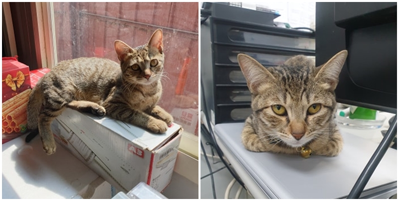 影印中「被牠卡位霸佔」...下秒輸出「高清激萌肉球」全網暴動：想收起來裱框！