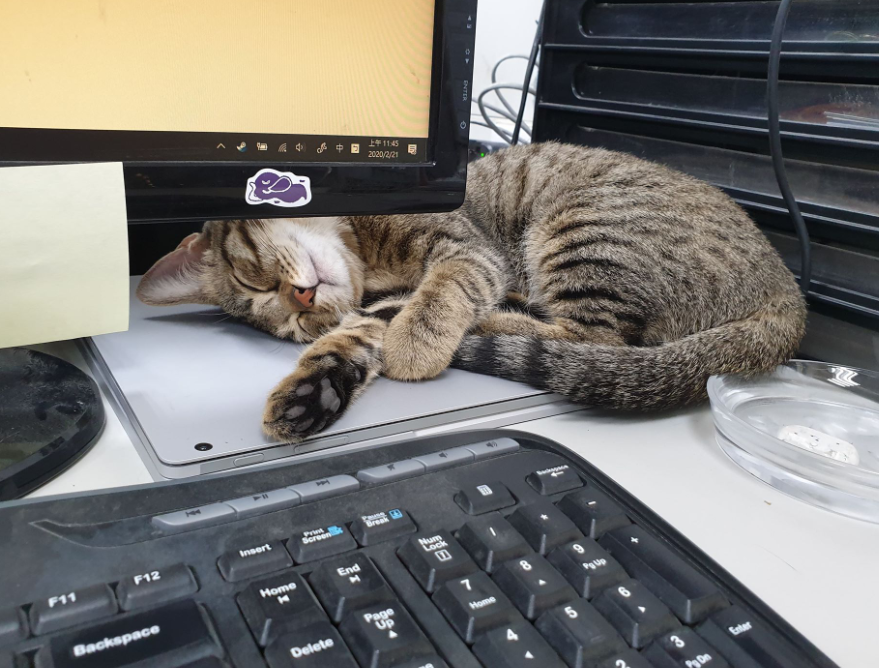 影印中「被牠卡位霸佔」...下秒輸出「高清激萌肉球」全網暴動：想收起來裱框！