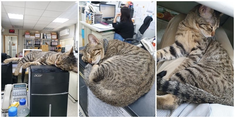 影印中「被牠卡位霸佔」...下秒輸出「高清激萌肉球」全網暴動：想收起來裱框！