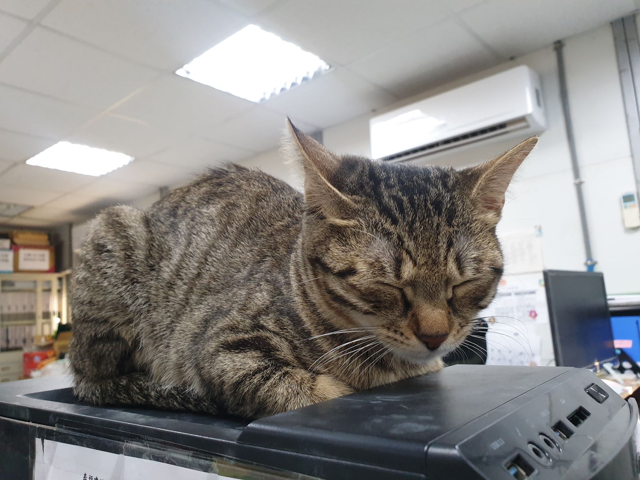 影印中「被牠卡位霸佔」...下秒輸出「高清激萌肉球」全網暴動：想收起來裱框！