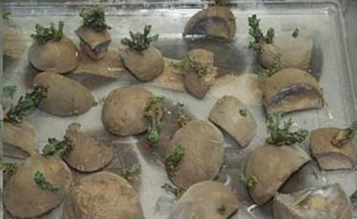發芽的馬鈴薯別再扔了，有3個作用花錢都買不到，趕快告訴家人