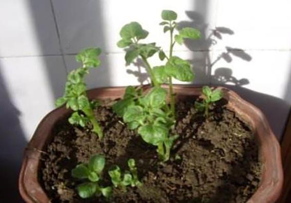 發芽的馬鈴薯別再扔了，有3個作用花錢都買不到，趕快告訴家人