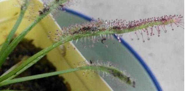 花盆裡的小蟲越來越多？老花農教我一招，小蟲子再也不敢來