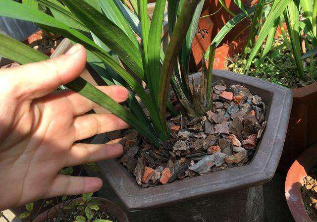 花盆裡的小蟲越來越多？老花農教我一招，小蟲子再也不敢來