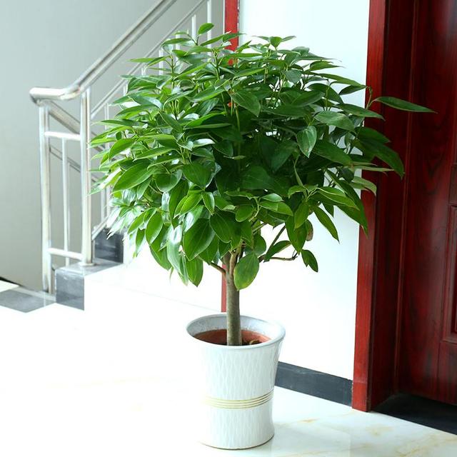 這兩種植物切記別放到家裡，否則霉運連連，一輩子難轉運
