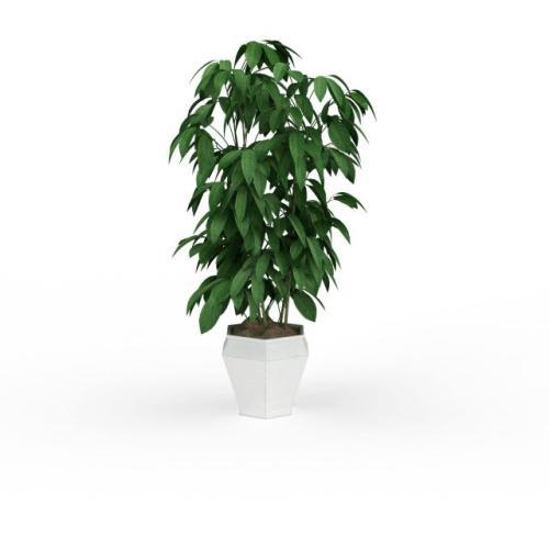 這兩種植物切記別放到家裡，否則霉運連連，一輩子難轉運