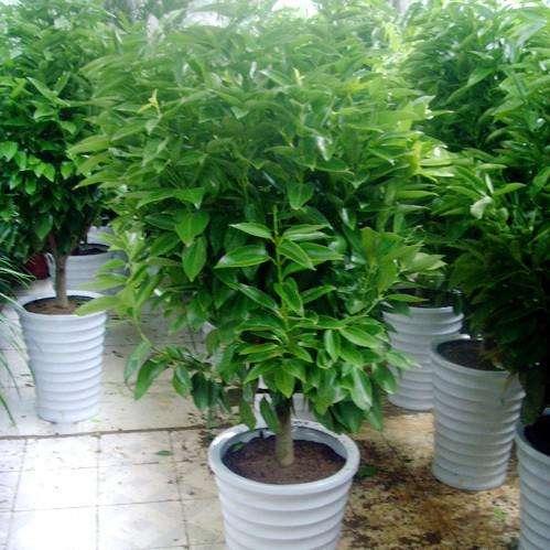 這兩種植物切記別放到家裡，否則霉運連連，一輩子難轉運