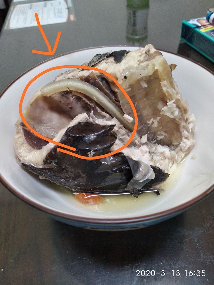 在家煮鱘龍魚！網友見魚肚「出現半透明水管」秒吐出來　老饕笑喊「太不識貨」：皇帝用來補身的