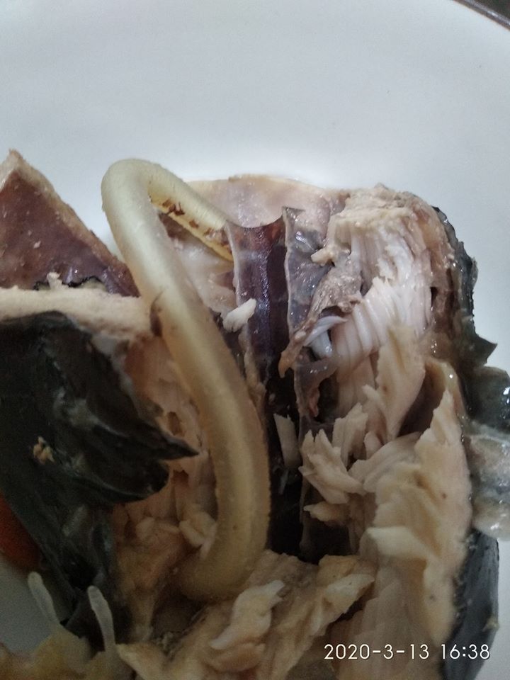 在家煮鱘龍魚！網友見魚肚「出現半透明水管」秒吐出來　老饕笑喊「太不識貨」：皇帝用來補身的