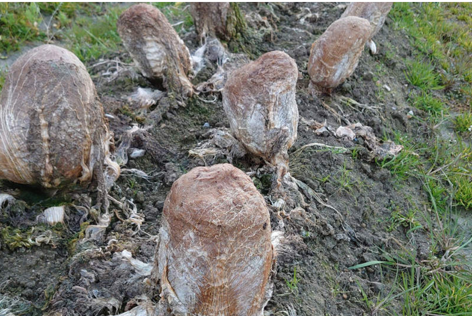 外星生物現身？田裡驚見「滿滿詭異異形蛋」網友全嚇壞　下秒「撥開綠色內裡」：夠幸運才能看到！