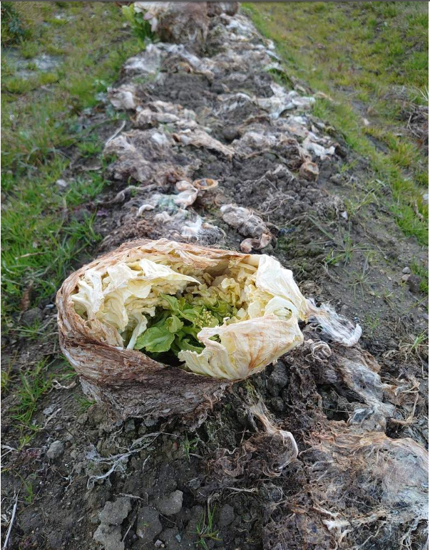 外星生物現身？田裡驚見「滿滿詭異異形蛋」網友全嚇壞　下秒「撥開綠色內裡」：夠幸運才能看到！