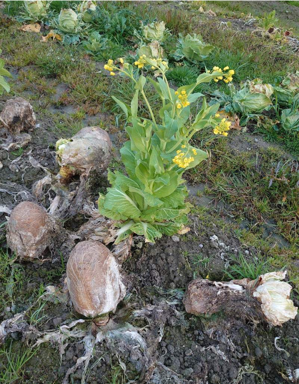 外星生物現身？田裡驚見「滿滿詭異異形蛋」網友全嚇壞　下秒「撥開綠色內裡」：夠幸運才能看到！