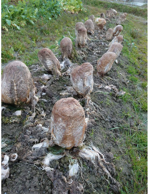 外星生物現身？田裡驚見「滿滿詭異異形蛋」網友全嚇壞　下秒「撥開綠色內裡」：夠幸運才能看到！