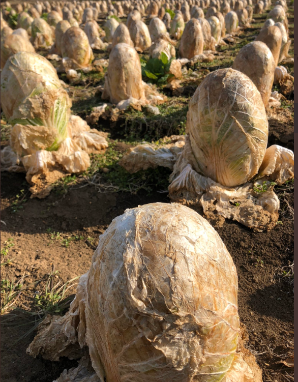 外星生物現身？田裡驚見「滿滿詭異異形蛋」網友全嚇壞　下秒「撥開綠色內裡」：夠幸運才能看到！