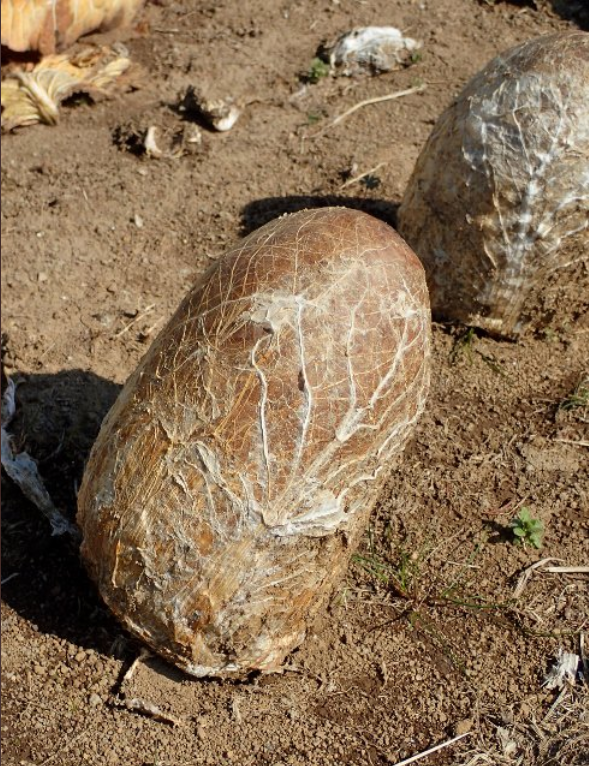 外星生物現身？田裡驚見「滿滿詭異異形蛋」網友全嚇壞　下秒「撥開綠色內裡」：夠幸運才能看到！