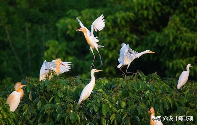 擁30畝森林！一家三口「住400㎡中式宅院」卻穿20元布衣　鷺鳥相伴「滿身泥種樹」女兒搬來：爸爸真的很傻