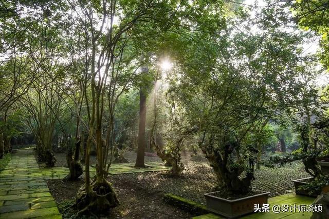 擁30畝森林！一家三口「住400㎡中式宅院」卻穿20元布衣　鷺鳥相伴「滿身泥種樹」女兒搬來：爸爸真的很傻