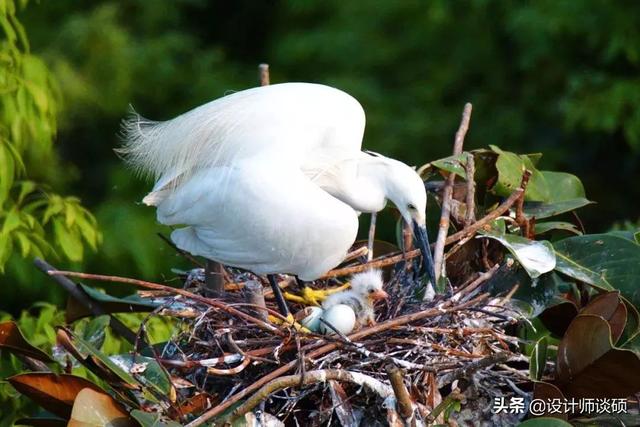 擁30畝森林！一家三口「住400㎡中式宅院」卻穿20元布衣　鷺鳥相伴「滿身泥種樹」女兒搬來：爸爸真的很傻