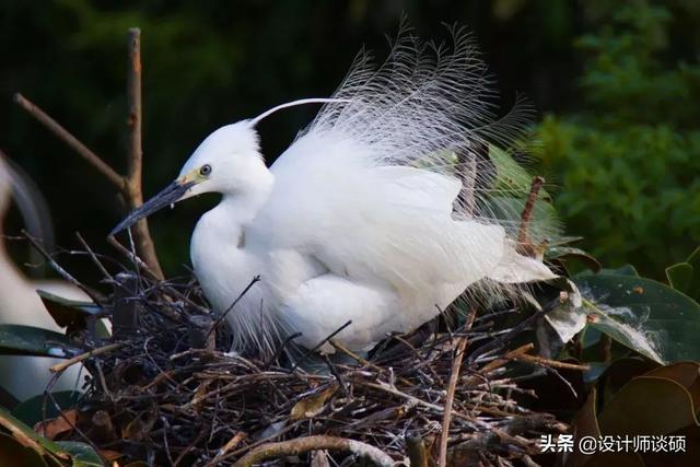 擁30畝森林！一家三口「住400㎡中式宅院」卻穿20元布衣　鷺鳥相伴「滿身泥種樹」女兒搬來：爸爸真的很傻