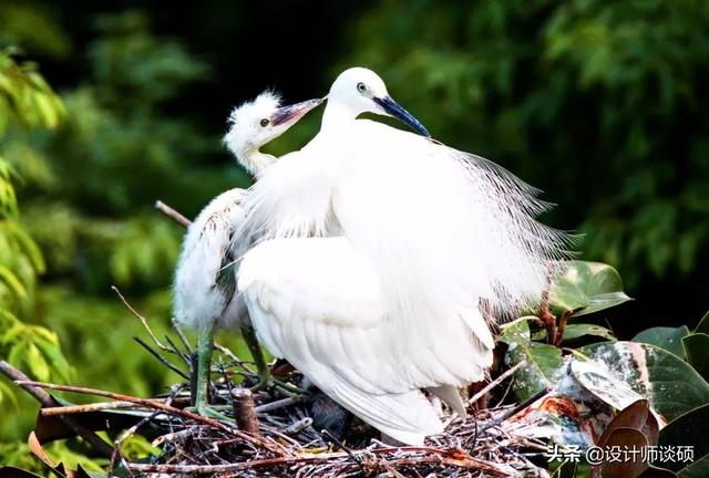 擁30畝森林！一家三口「住400㎡中式宅院」卻穿20元布衣　鷺鳥相伴「滿身泥種樹」女兒搬來：爸爸真的很傻
