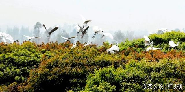 擁30畝森林！一家三口「住400㎡中式宅院」卻穿20元布衣　鷺鳥相伴「滿身泥種樹」女兒搬來：爸爸真的很傻
