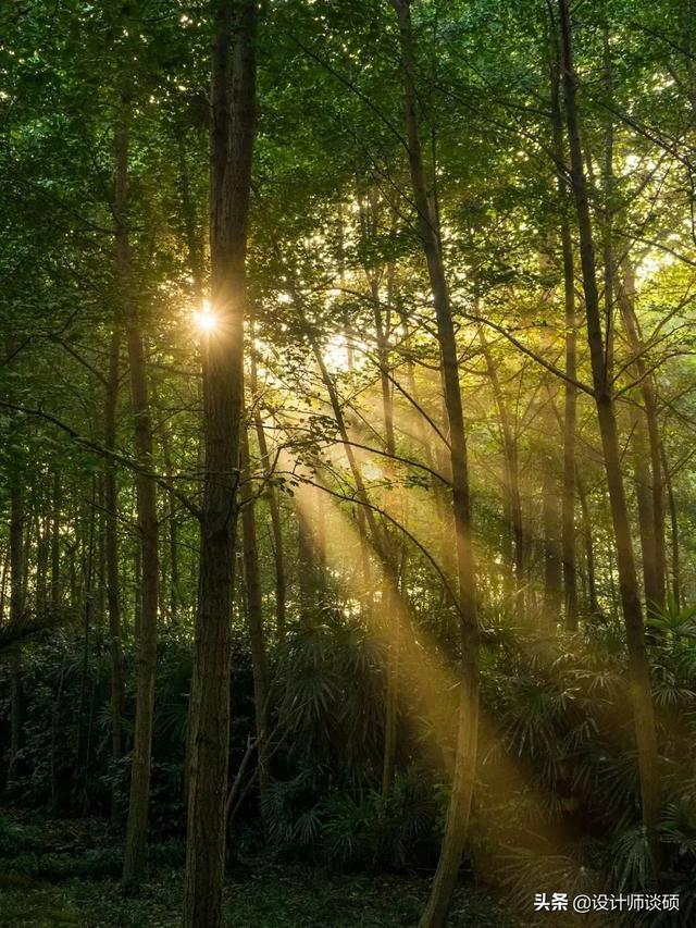 擁30畝森林！一家三口「住400㎡中式宅院」卻穿20元布衣　鷺鳥相伴「滿身泥種樹」女兒搬來：爸爸真的很傻