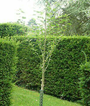 王室也是隔代親！71歲老王儲查爾斯超寵孫「為喬治王子建樹屋」被小路易抓臉開懷大笑