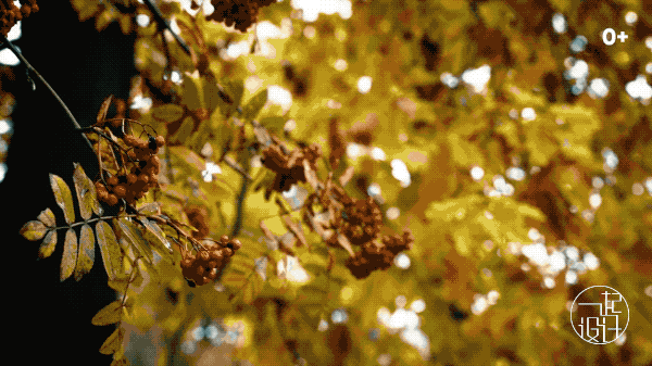 整棟別墅「沒有一面牆是直的」如詩如畫　室內裝潢前衛「頂上超大花園」與自然融為一體