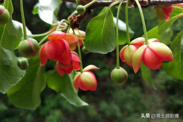 城市太複雜！六旬老夫妻「隱居深山60年」如世外桃源　每日巡山「身體無病痛」養雞種菜生活愜意