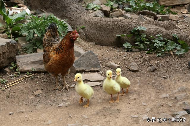 城市太複雜！六旬老夫妻「隱居深山60年」如世外桃源　每日巡山「身體無病痛」養雞種菜生活愜意