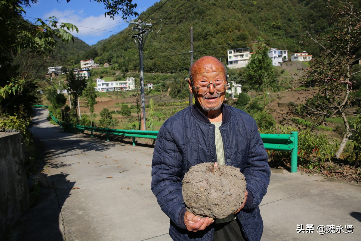 63歲孝兒退休後返鄉隱居「住200年老房」過山中生活　種田養豬「陪伴92歲老父」天天散步談心