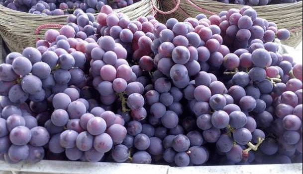 不含嘌呤！8種水果是「排尿酸高手」適合痛風的人吃　避免關節僵硬變形