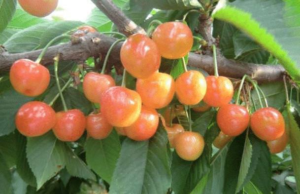 不含嘌呤！8種水果是「排尿酸高手」適合痛風的人吃　避免關節僵硬變形