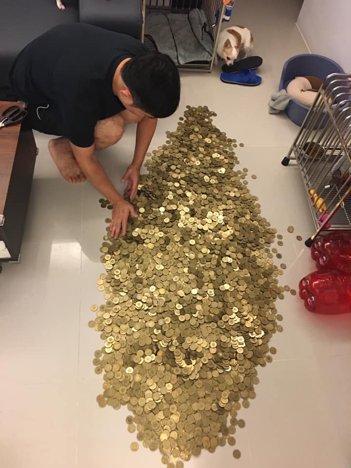 宰豬公救經濟！存4年硬幣「灑出來變黃金地毯」　結算「50公斤私房錢」網嗨：可以付頭期款