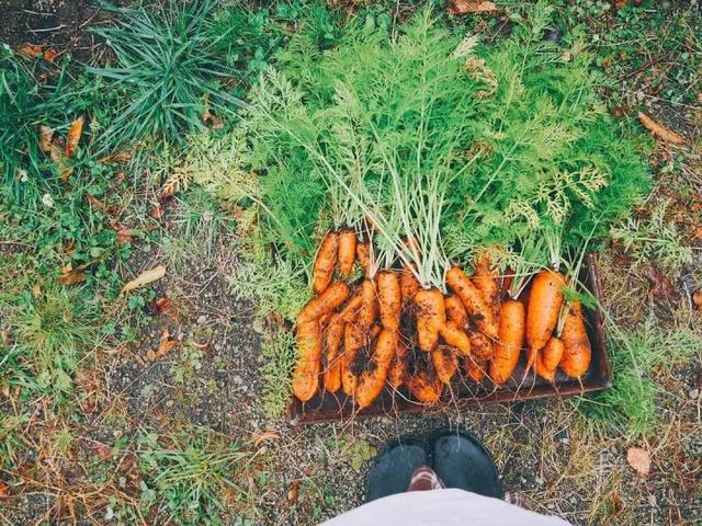 一家四口隱居山中小屋「後院種滿果菜」三餐自給自足　兒女從小親近自然「坐看四季美景」把日子過成詩
