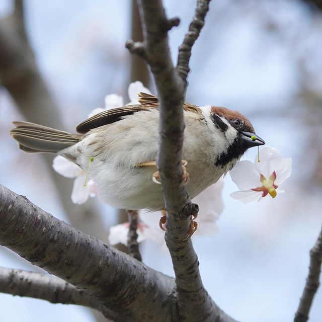 捕捉「麻雀根本是戲精」證據！搞笑賣萌、霸氣耍狠都OK：怎那麼古錐～