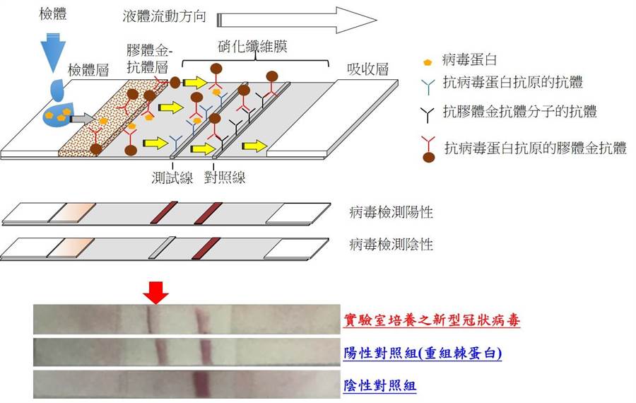 防疫堅強後盾！台灣國衛院率先宣布「完成肺炎15分鐘快篩」　無償授權量產「盼廠商接棒」