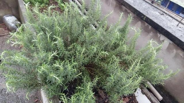 夏天蚊子多!這盆栽「居然可以驅蚊」家裡養一盆 只需4招「爆盆開花不難」