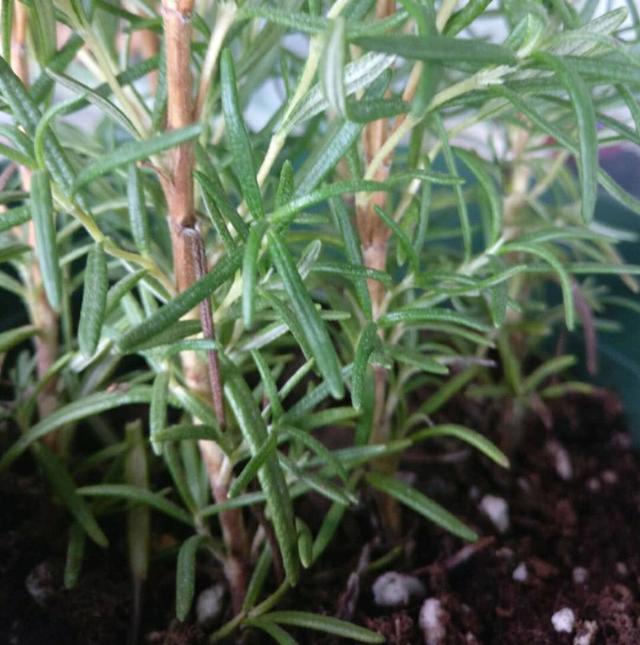 夏天蚊子多!這盆栽「居然可以驅蚊」家裡養一盆 只需4招「爆盆開花不難」