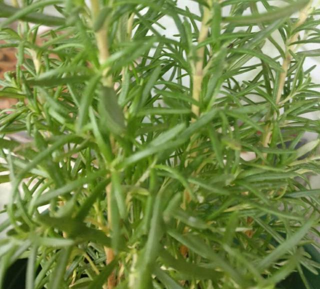 夏天蚊子多!這盆栽「居然可以驅蚊」家裡養一盆 只需4招「爆盆開花不難」