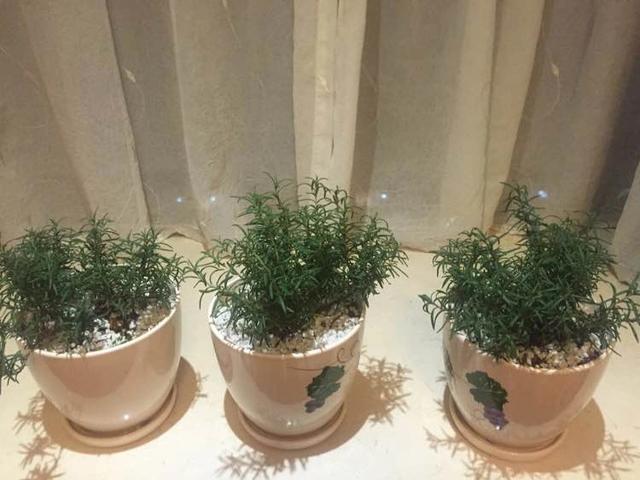 夏天蚊子多!這盆栽「居然可以驅蚊」家裡養一盆 只需4招「爆盆開花不難」