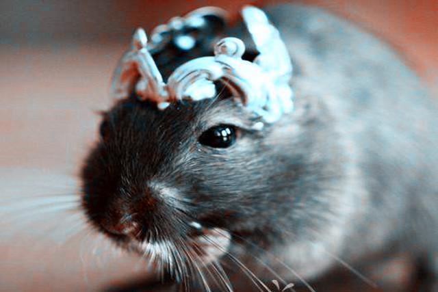 天生就是上等命!旺夫旺子一流,富貴一生的5大生肖女