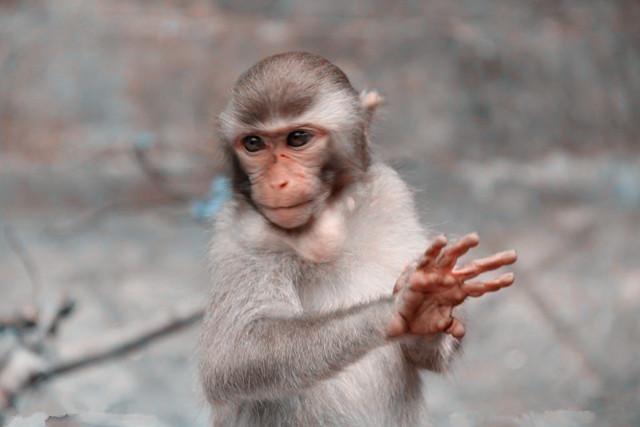 天生就是上等命!旺夫旺子一流,富貴一生的5大生肖女